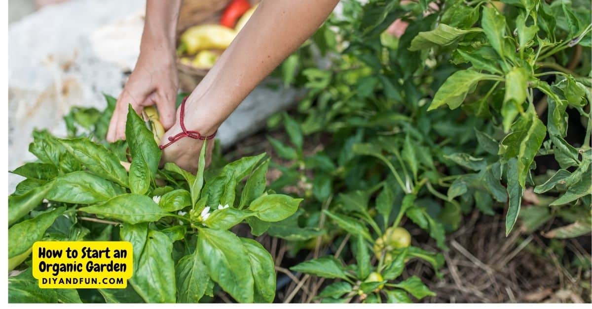 How to Start an Organic Garden, a beginners guide to preparing soil, choosing plants, and caring for plants in an organic garden.