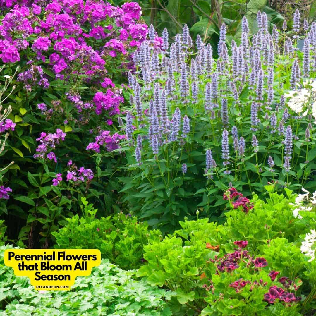 Perennial Flowers that Bloom All Season, a simple guide for selecting, planting, and caring for beautiful flowers that return the next year.