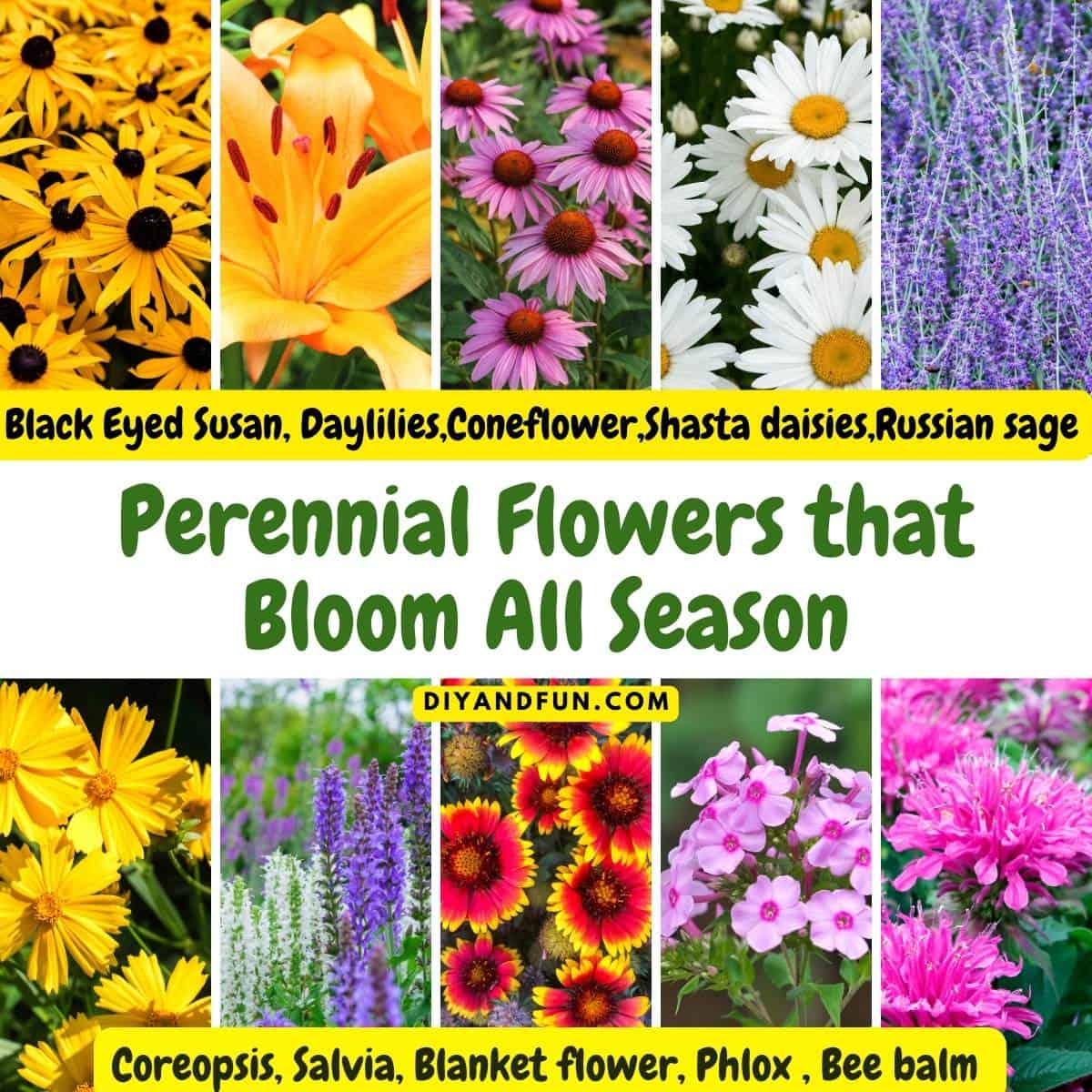 Perennial Flowers that Bloom All Season, a simple guide for selecting, planting, and caring for beautiful flowers that return the next year.