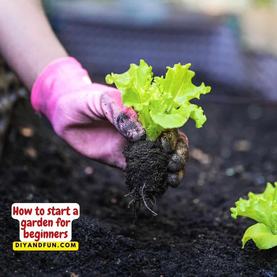 How to start a garden for beginners, a simple guide for designing and planting a flower garden that is easy to care for.