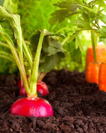 How to Start a Vegetable Garden for Beginners.
