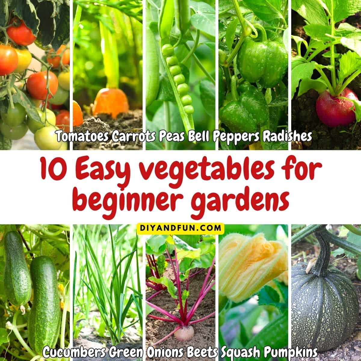 How to Start a Vegetable Garden for Beginners , a simple guide for designing and planting a vegetable garden that is easy to care for.