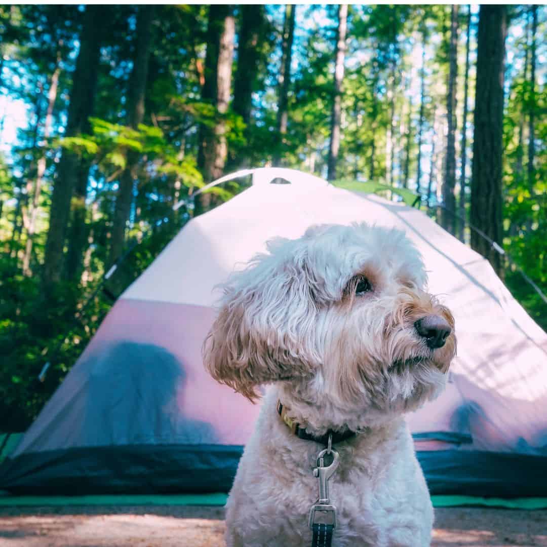 How to Camp With a Dog, a  simple guide for planning, packing the essentials and keeping your pet safe in the wild.