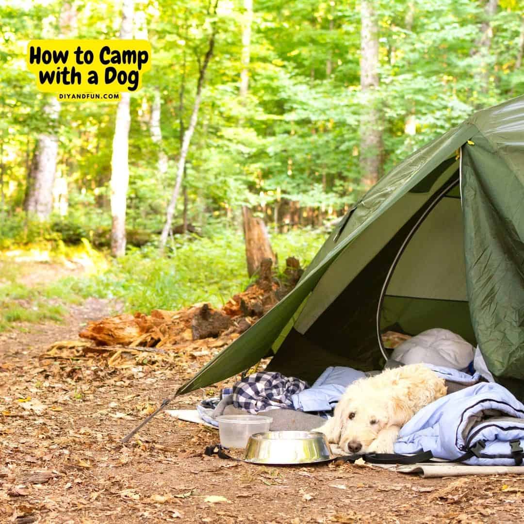 How to Camp With a Dog, a  simple guide for planning, packing the essentials and keeping your pet safe in the wild.