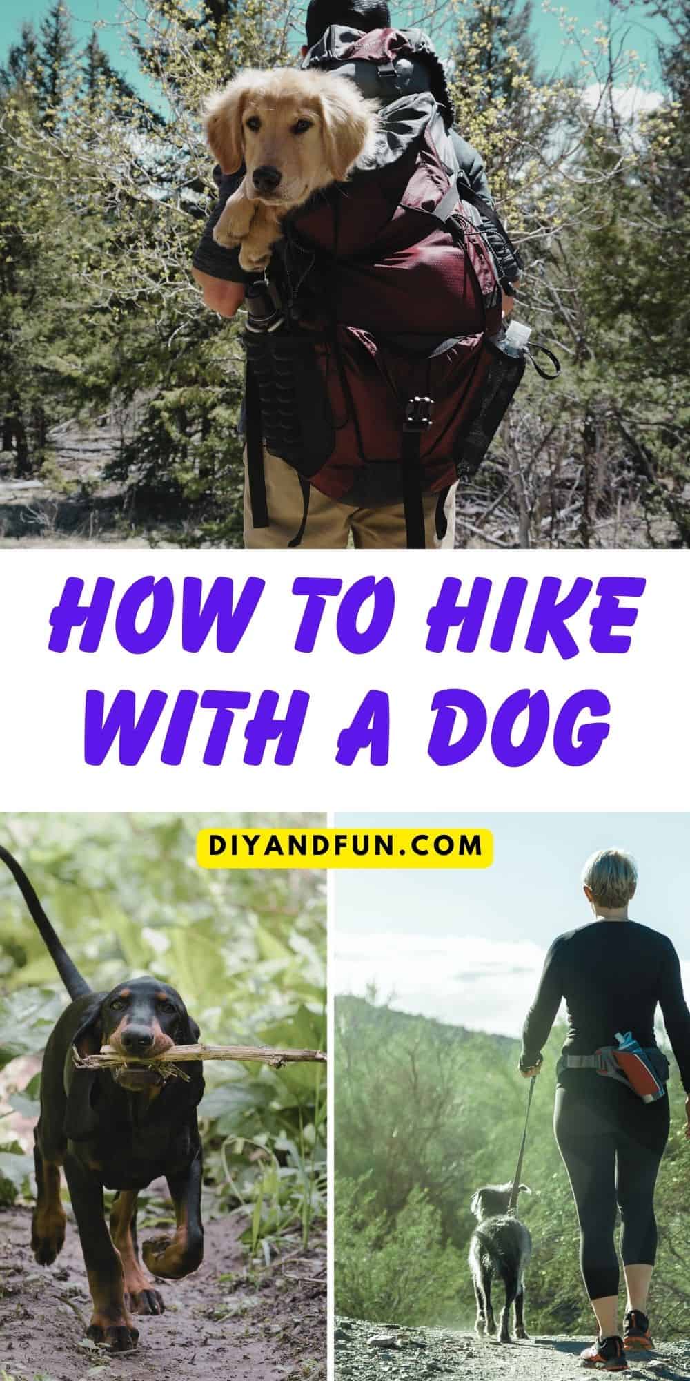 How to Hike with a Dog, a simple guide for how to safely hike with dogs of most ages. Includes what to pack with you.