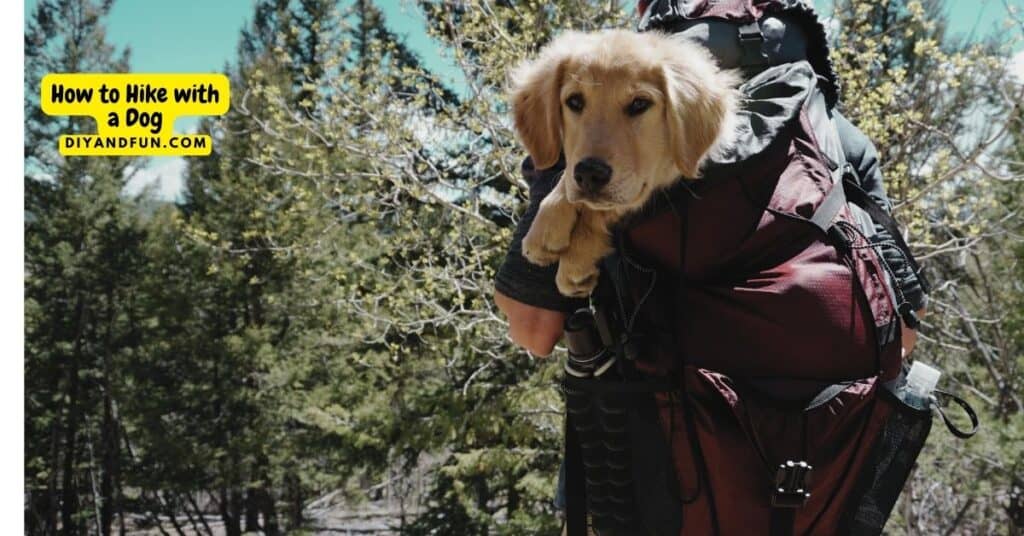 How to Hike with a Dog, a simple guide for how to safely hike with dogs of most ages. Includes what to pack with you.