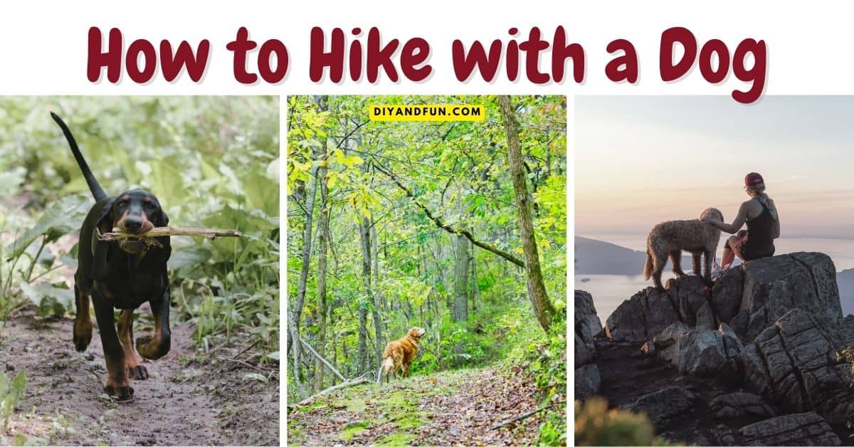 How to Hike with a Dog, a simple guide for how to safely hike with dogs of most ages. Includes what to pack with you.