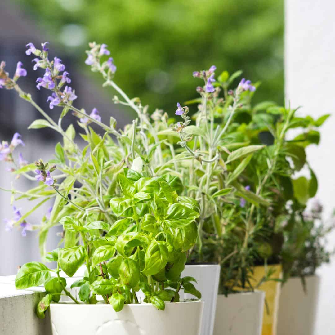 How to Make a Balcony Garden, a simple guide for making an attractive garden in a small space such as a balcony.