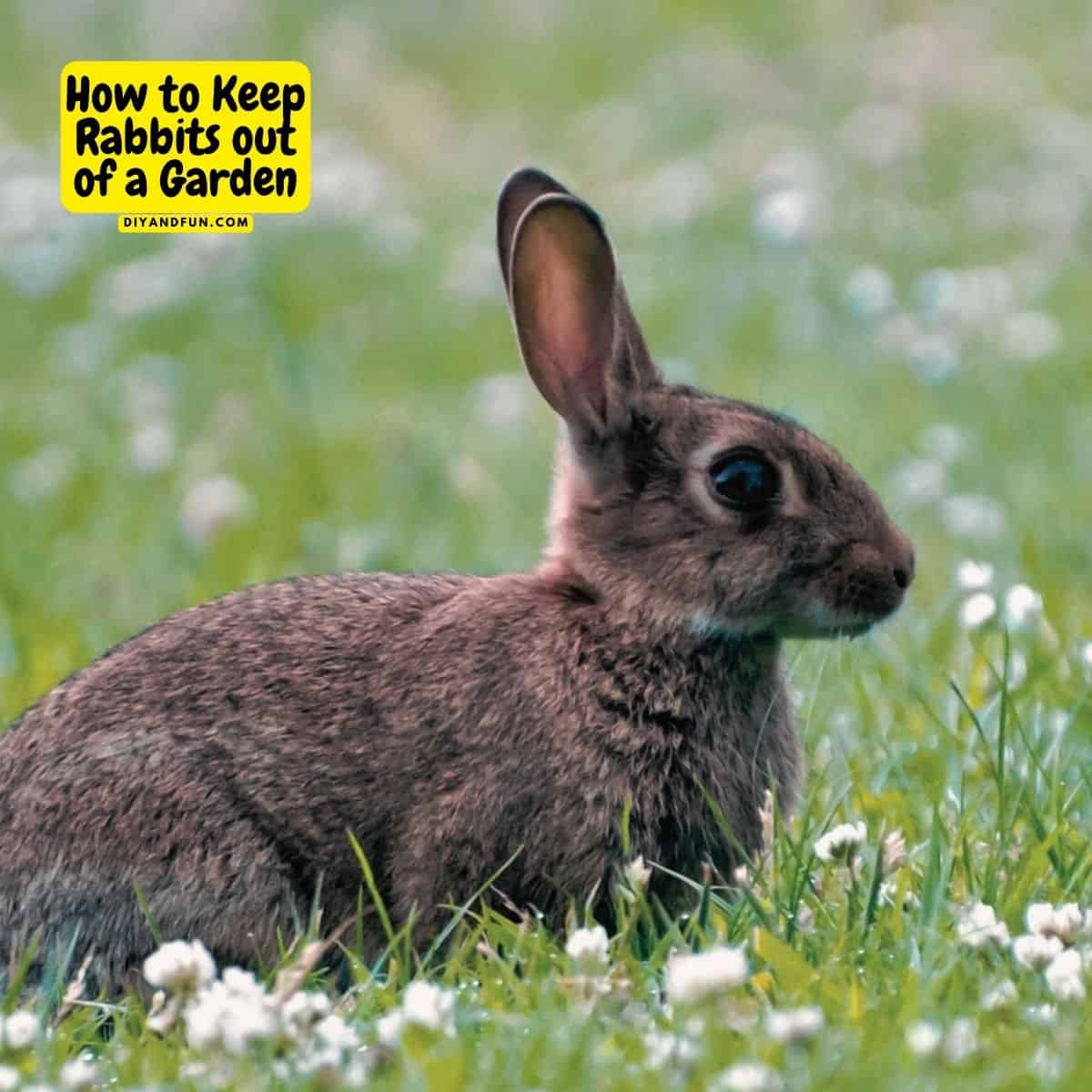 How to Keep Rabbits out of a Garden, simple and humane methods for preventing rabbits from entering your vegetable or flower garden.
