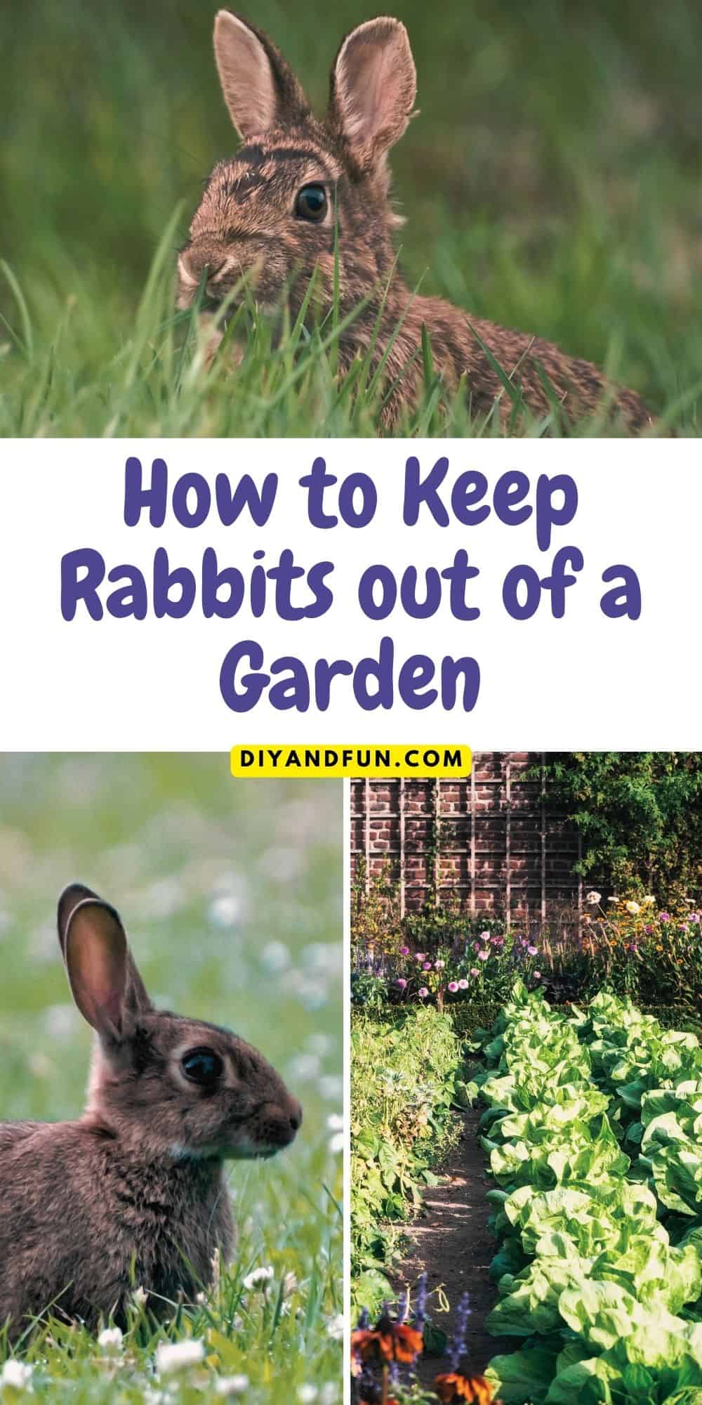 How to Keep Rabbits out of a Garden, simple and humane methods for preventing rabbits from entering your vegetable or flower garden.