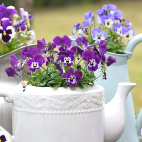 teapot planter