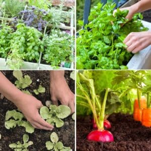 10 Easy Gardening Ideas for Beginners, from simple projects, beginner-friendly plants, and small-space tips to help you grow with confidence.