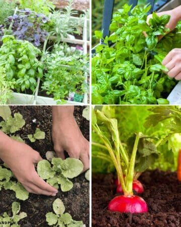 10 Easy Gardening Ideas for Beginners, from simple projects, beginner-friendly plants, and small-space tips to help you grow with confidence.