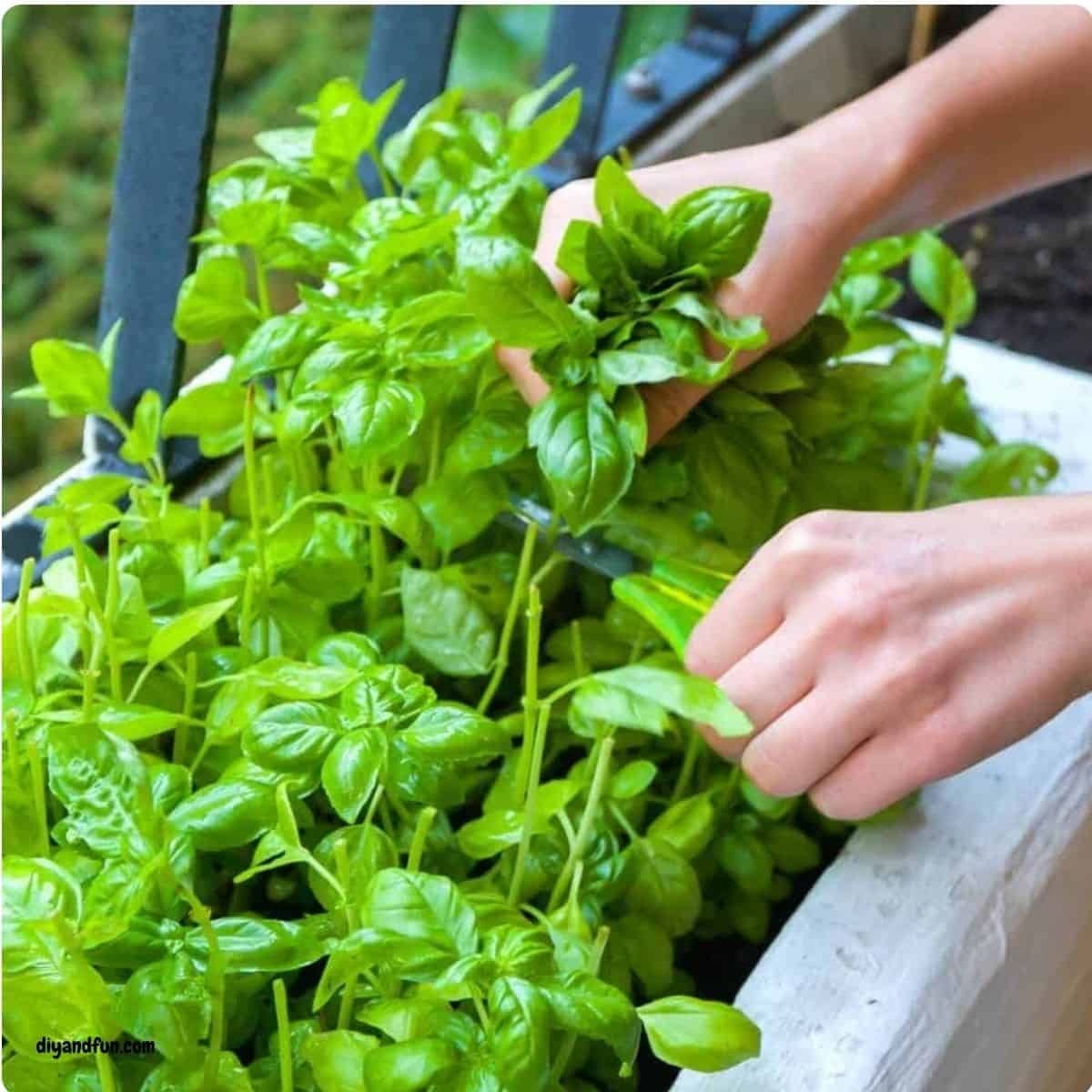 10 Easy Gardening Ideas for Beginners, from simple projects, beginner-friendly plants, and small-space tips to help you grow with confidence.