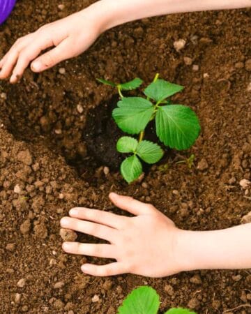 gardening