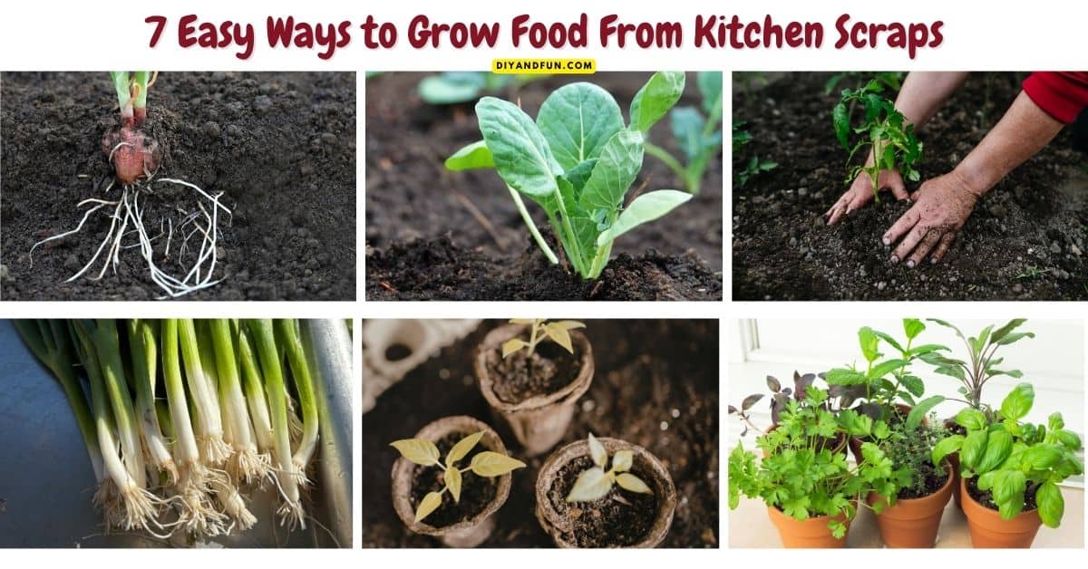 Stop throwing away your grocery scraps and start growing your own indoor garden! 🌿 Discover 7 Easy Ways to Grow Food From Kitchen Scraps, featuring simple, step-by-step tutorials for regrowing green onions, celery, herbs, and more right on your windowsill. Whether you are looking for budget-friendly gardening hacks or fun sustainable living ideas, these tips make it easy to turn kitchen waste into a fresh harvest. Perfect for beginners and small-space gardeners! Stop throwing away your grocery scraps and start growing your own indoor garden! 🌿 Discover 7 Easy Ways to Grow Food From Kitchen Scraps, featuring simple, step-by-step tutorials for regrowing green onions, celery, herbs, and more right on your windowsill.