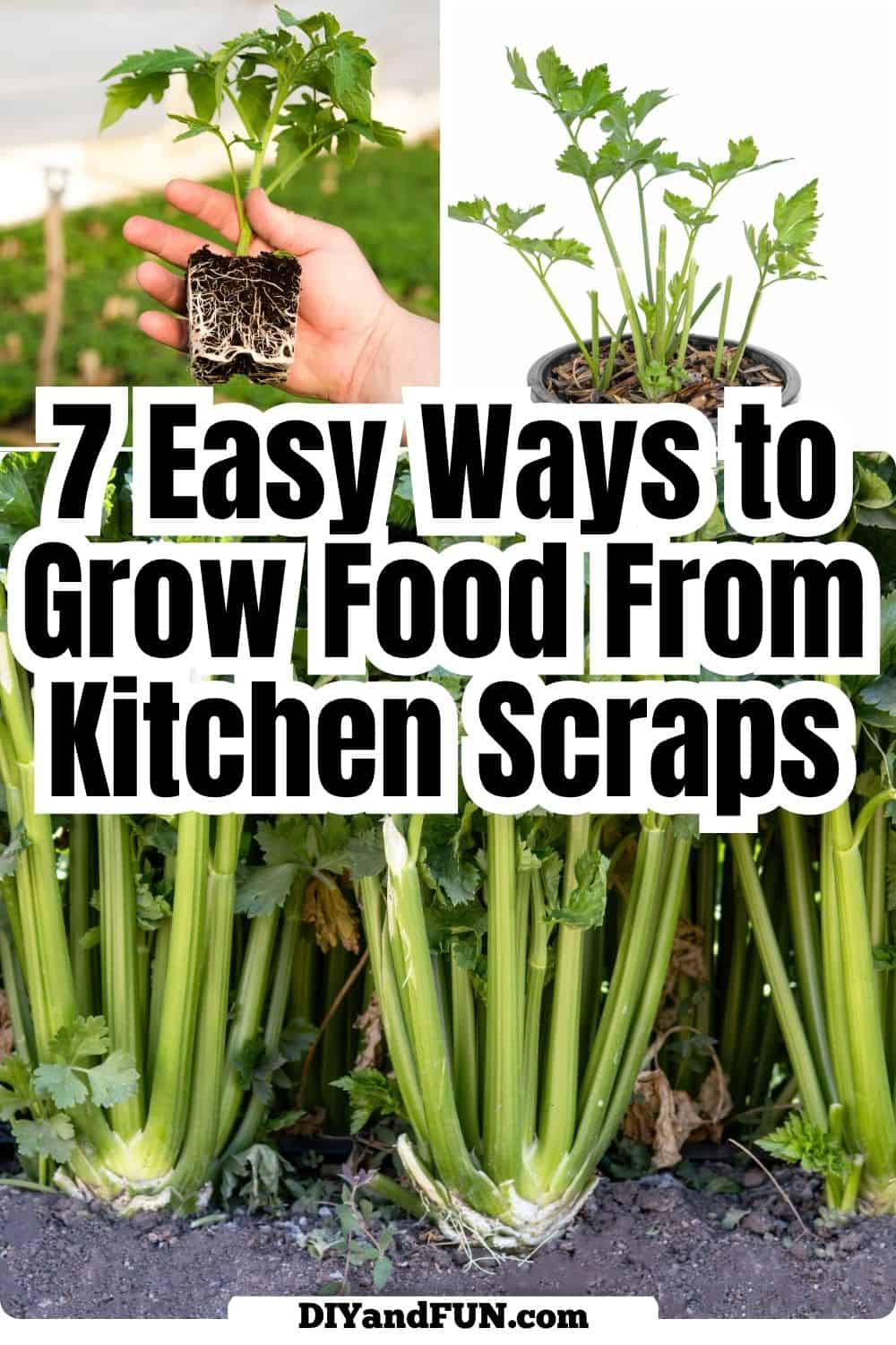 Stop throwing away your grocery scraps and start growing your own indoor garden! 🌿 Discover 7 Easy Ways to Grow Food From Kitchen Scraps, featuring simple, step-by-step tutorials for regrowing green onions, celery, herbs, and more right on your windowsill. Whether you are looking for budget-friendly gardening hacks or fun sustainable living ideas, these tips make it easy to turn kitchen waste into a fresh harvest. Perfect for beginners and small-space gardeners! Stop throwing away your grocery scraps and start growing your own indoor garden! 🌿 Discover 7 Easy Ways to Grow Food From Kitchen Scraps, featuring simple, step-by-step tutorials for regrowing green onions, celery, herbs, and more right on your windowsill.