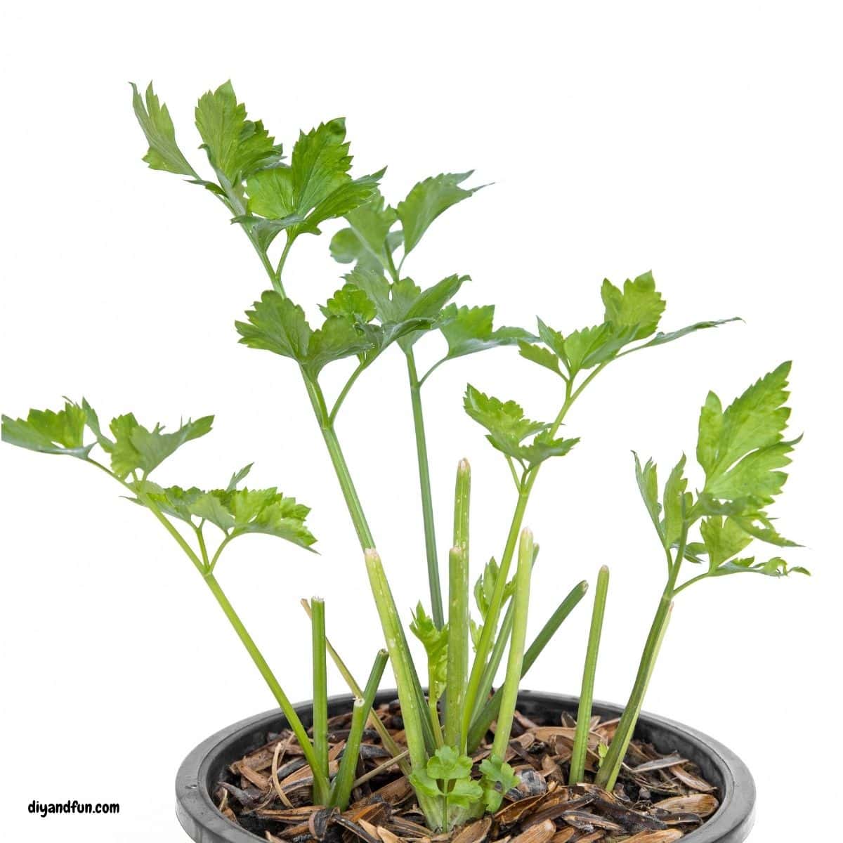 7 Easy Ways to Grow Food From Kitchen Scraps 7 Easy Ways to Grow Food From Kitchen Scraps
