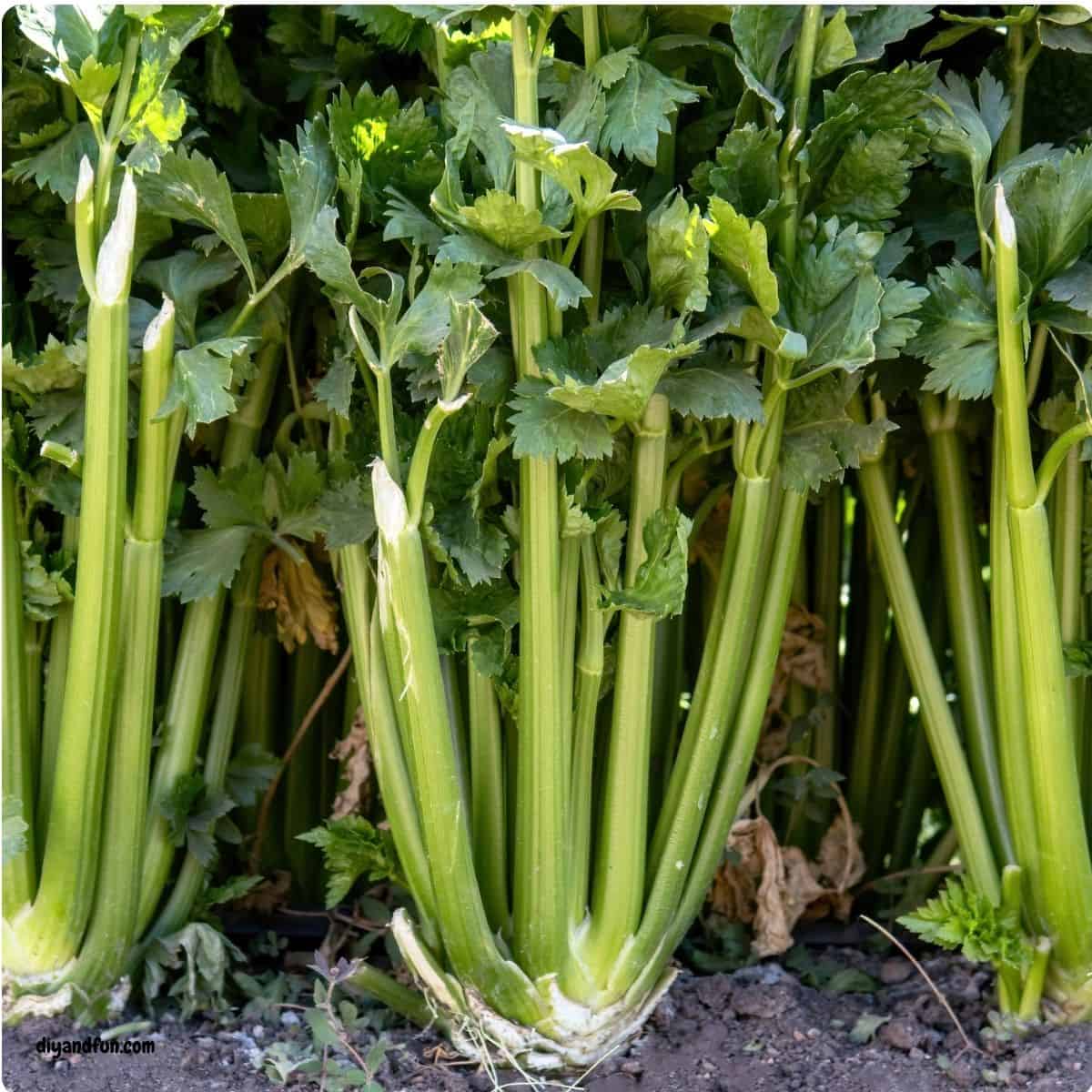 7 Easy Ways to Grow Food From Kitchen Scraps Stop throwing away your grocery scraps and start growing your own indoor garden! 🌿 Discover 7 Easy Ways to Grow Food From Kitchen Scraps, featuring simple, step-by-step tutorials for regrowing green onions, celery, herbs, and more right on your windowsill.