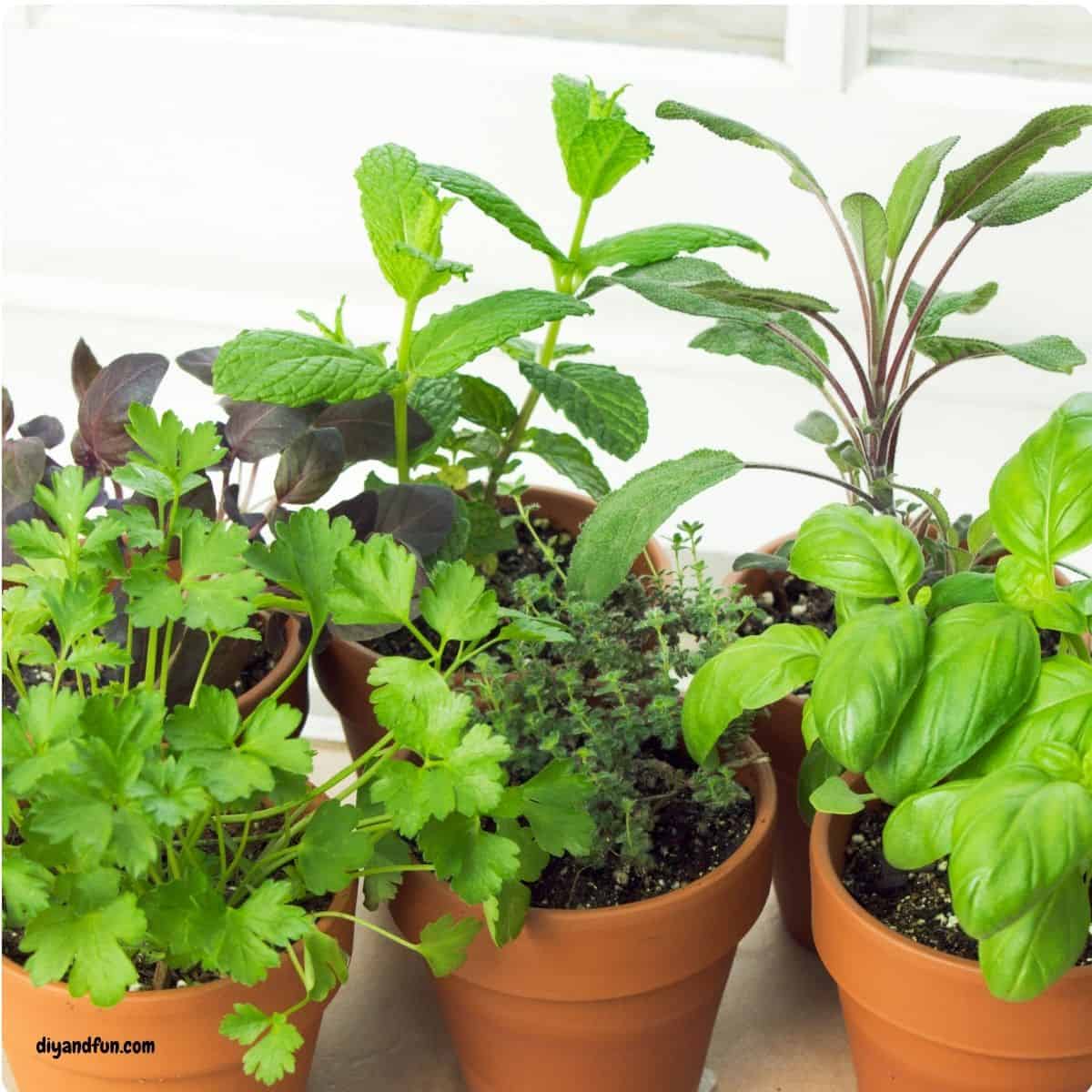 Stop throwing away your grocery scraps and start growing your own indoor garden! 🌿 Discover 7 Easy Ways to Grow Food From Kitchen Scraps, featuring simple, step-by-step tutorials for regrowing green onions, celery, herbs, and more right on your windowsill. Whether you are looking for budget-friendly gardening hacks or fun sustainable living ideas, these tips make it easy to turn kitchen waste into a fresh harvest. Perfect for beginners and small-space gardeners! 7 Easy Ways to Grow Food From Kitchen Scraps