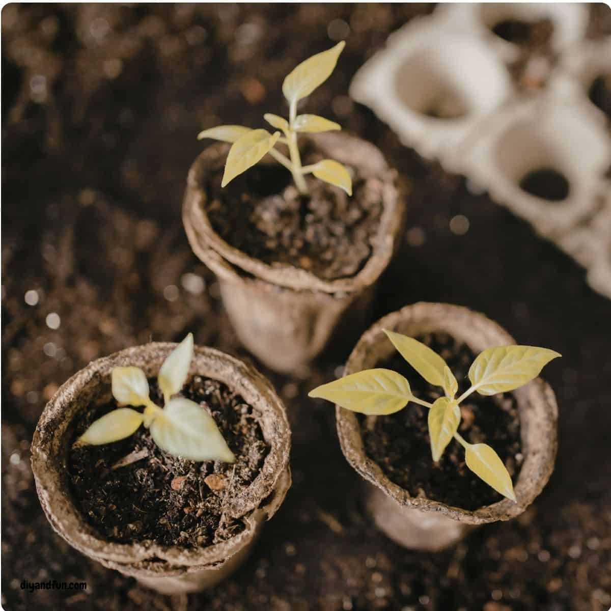 Stop throwing away your grocery scraps and start growing your own indoor garden! 🌿 Discover 7 Easy Ways to Grow Food From Kitchen Scraps, featuring simple, step-by-step tutorials for regrowing green onions, celery, herbs, and more right on your windowsill. Whether you are looking for budget-friendly gardening hacks or fun sustainable living ideas, these tips make it easy to turn kitchen waste into a fresh harvest. Perfect for beginners and small-space gardeners! Stop throwing away your grocery scraps and start growing your own indoor garden! 🌿 Discover 7 Easy Ways to Grow Food From Kitchen Scraps, featuring simple, step-by-step tutorials for regrowing green onions, celery, herbs, and more right on your windowsill.