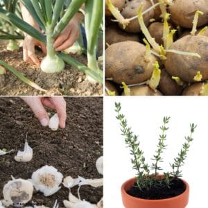 7 Easy Ways to Grow Food From Kitchen Scraps