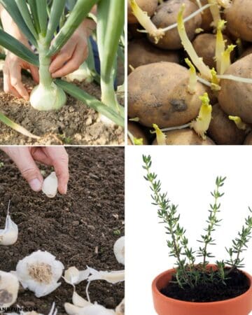 7 Easy Ways to Grow Food From Kitchen Scraps
