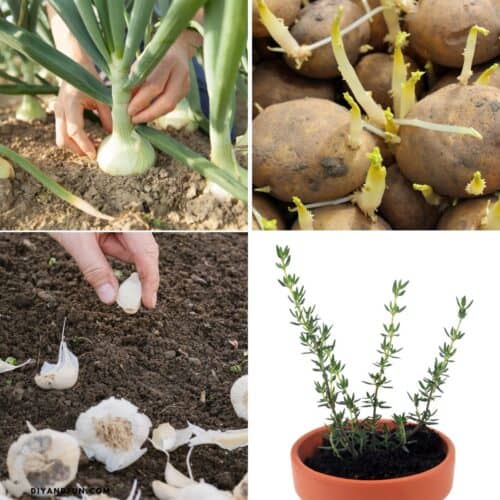 7 Easy Ways to Grow Food From Kitchen Scraps