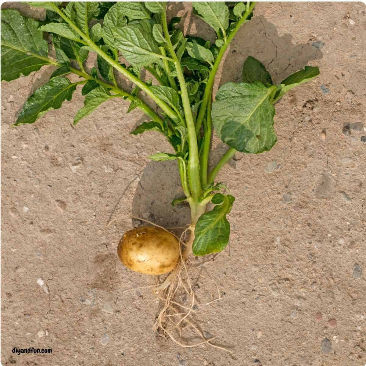 Stop throwing away your grocery scraps and start growing your own indoor garden! 🌿 Discover 7 Easy Ways to Grow Food From Kitchen Scraps, featuring simple, step-by-step tutorials for regrowing green onions, celery, herbs, and more right on your windowsill. Whether you are looking for budget-friendly gardening hacks or fun sustainable living ideas, these tips make it easy to turn kitchen waste into a fresh harvest. Perfect for beginners and small-space gardeners! Stop throwing away your grocery scraps and start growing your own indoor garden! 🌿 Discover 7 Easy Ways to Grow Food From Kitchen Scraps, featuring simple, step-by-step tutorials for regrowing green onions, celery, herbs, and more right on your windowsill.