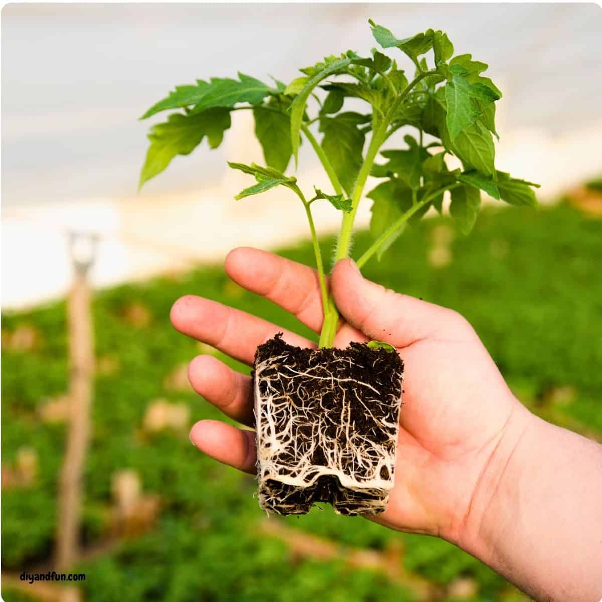 Stop throwing away your grocery scraps and start growing your own indoor garden! 🌿 Discover 7 Easy Ways to Grow Food From Kitchen Scraps, featuring simple, step-by-step tutorials for regrowing green onions, celery, herbs, and more right on your windowsill. Whether you are looking for budget-friendly gardening hacks or fun sustainable living ideas, these tips make it easy to turn kitchen waste into a fresh harvest. Perfect for beginners and small-space gardeners! Stop throwing away your grocery scraps and start growing your own indoor garden! 🌿 Discover 7 Easy Ways to Grow Food From Kitchen Scraps, featuring simple, step-by-step tutorials for regrowing green onions, celery, herbs, and more right on your windowsill.
